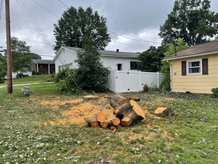 Newleaf Tree Service work photo