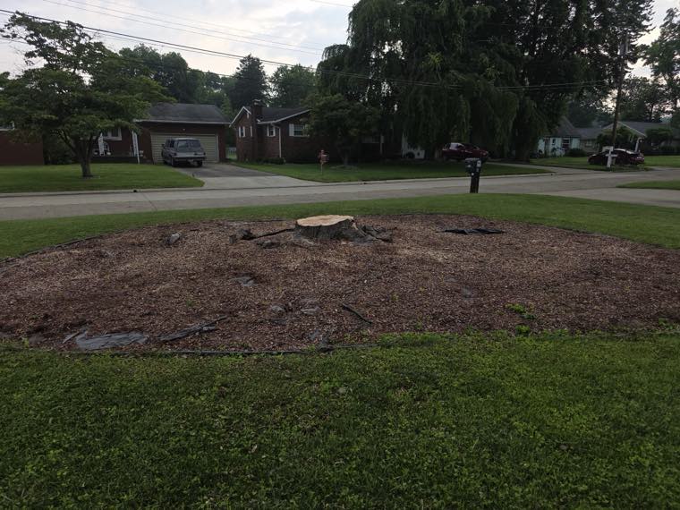 Newleaf Tree Service work photo