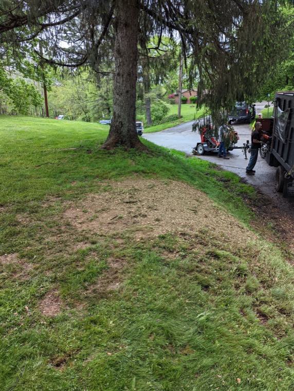 Newleaf Tree Service work photo
