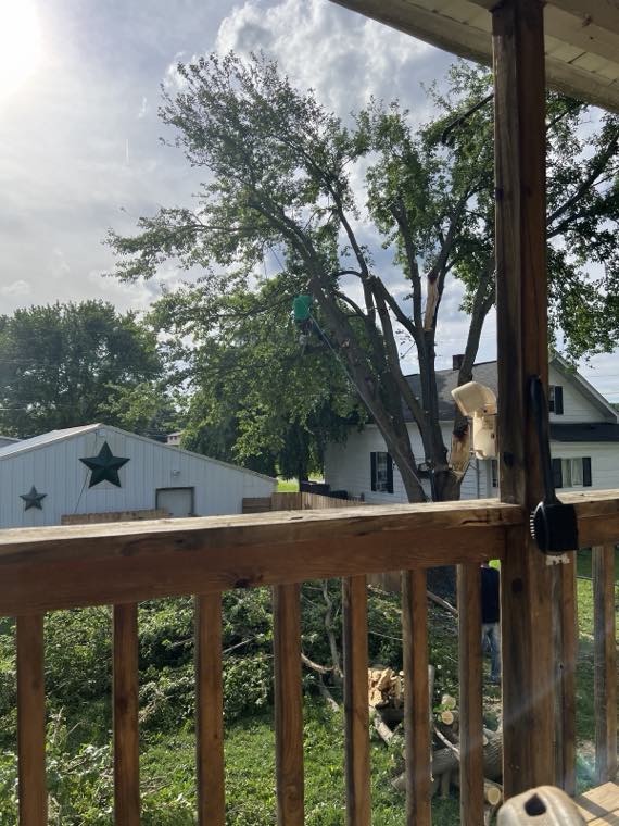 Newleaf Tree Service work photo