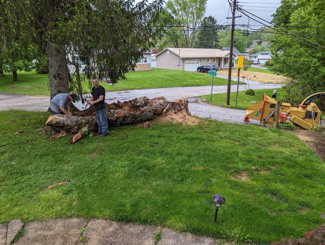 Newleaf Tree Service crew at work